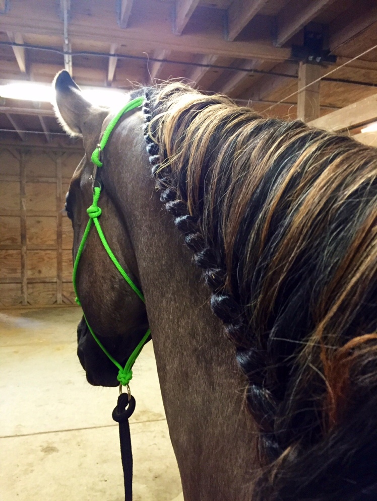 With such a long mane, Drifter gets a running braid so the reins don't get tangled up. Pretty and functional!