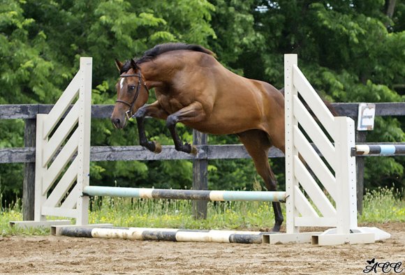 Tuesday's Pal is up for adoption now; I have gone so far as to imagine that I would show her as "My Girl Tuesday" as a play off the movie "His Girl Friday" starring Cary Grant