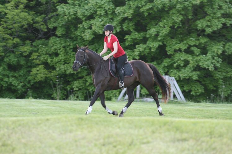 Twinkle is also a Foundation Quarter Horse, and displays the muscular hindquarters beautifully.