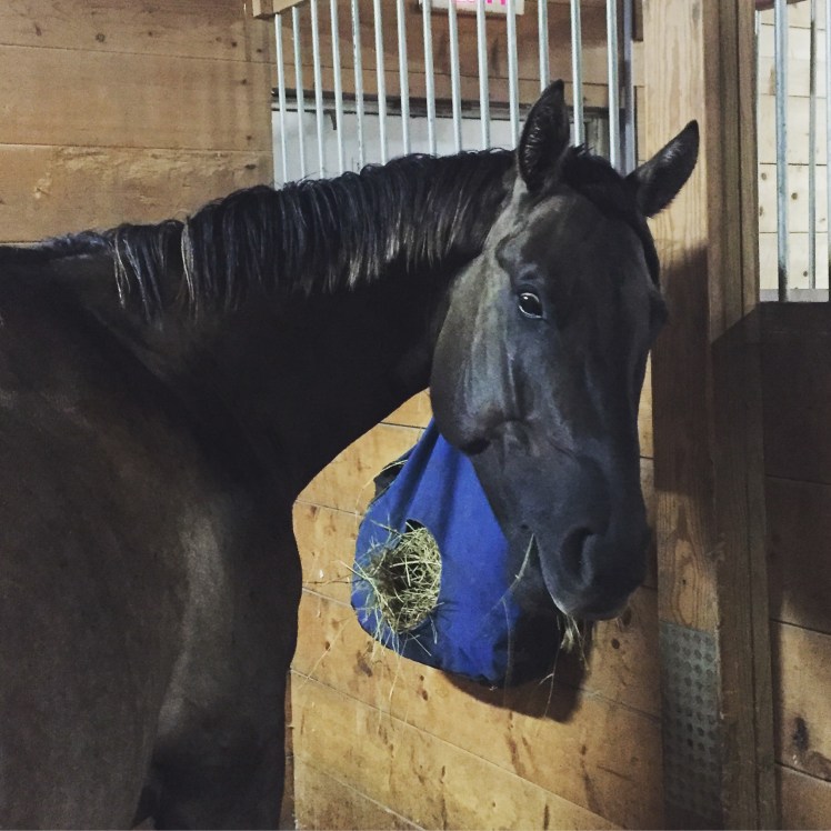 So rainy even the 24/7 outdoor horses came in for the night