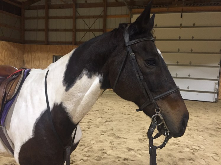 Artie is not impressed with my picture taking when all his friends have left